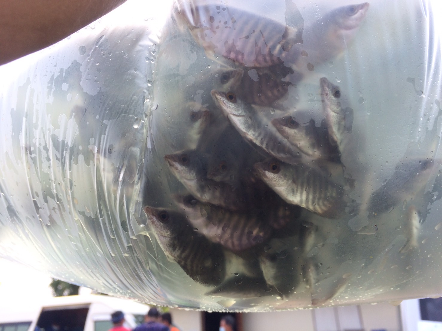 ตรวจสอบสินค้าประมง ส่งออกไปยัง สปป.ลาว..คลิก