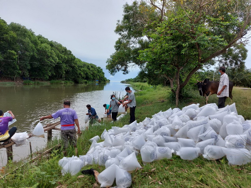สนับสนุนพันธุ์ปลากินพืช เพื่อปล่อยลงสู่ทะเลสาบสงขลา พื้นที่จังหวัดพัทลุง..คลิก