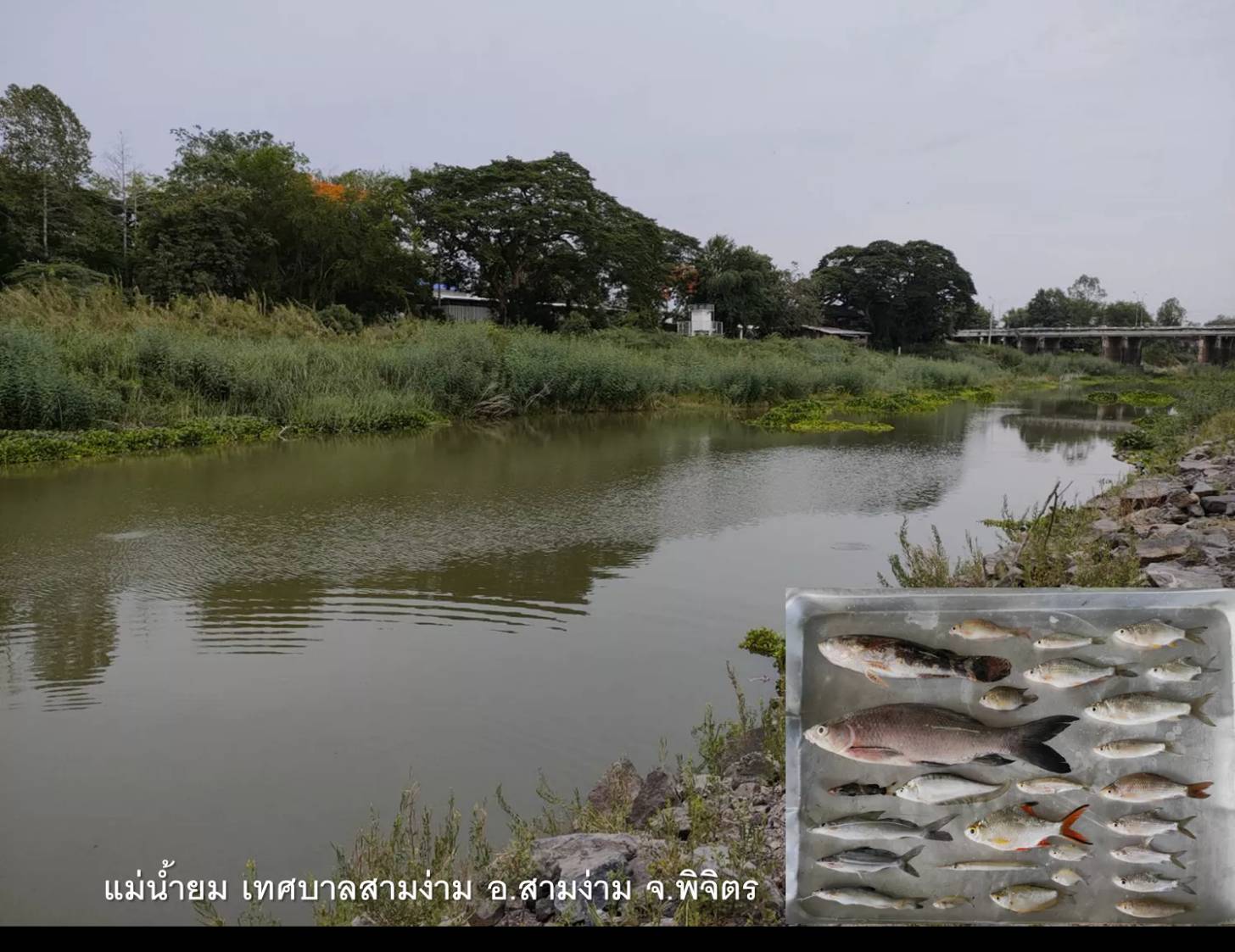 โครงการประเมินสถานภาพทรัพยากรสัตว์น้ำในแม่น้ำและแหล่งน้ำขนาดใหญ่ของไทย ประจำปีงบประมาณ 2564..คลิก