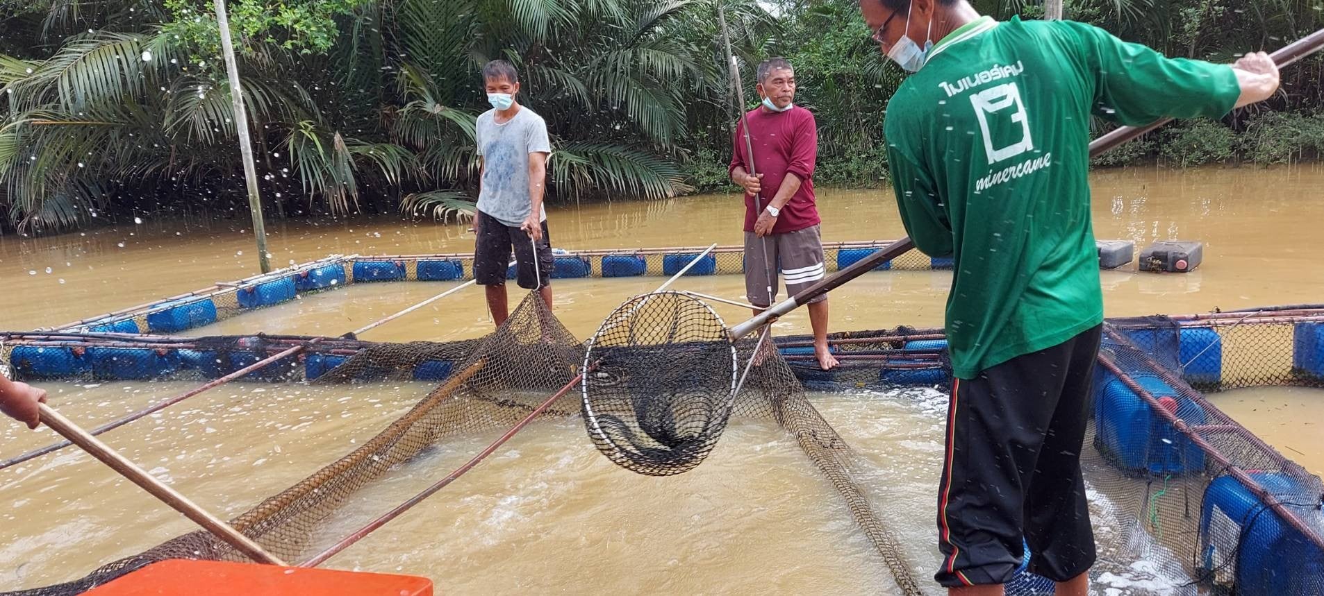 การแก้ไขปัญหาปลากะพงขาวเพื่อระบายออกสู่ตลาด จังหวัดชุมพร ลงพื้นที่ กำกับดูแลและติดตามการซื้อขายปลากะพงขาวของกลุ่มเกษตรกรผู้เลี้ยงปลาในกระชัง..คลิก