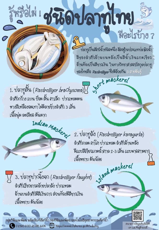 ปลาทู เป็นอาหารโปรดของคนไทย แต่รู้หรือไม่ว่าปลาทูไทยมีอะไรบ้าง??..คลิก