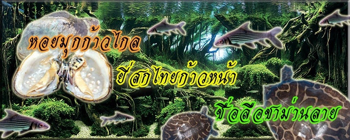 เเบนเนอร์หน้าที่ 2