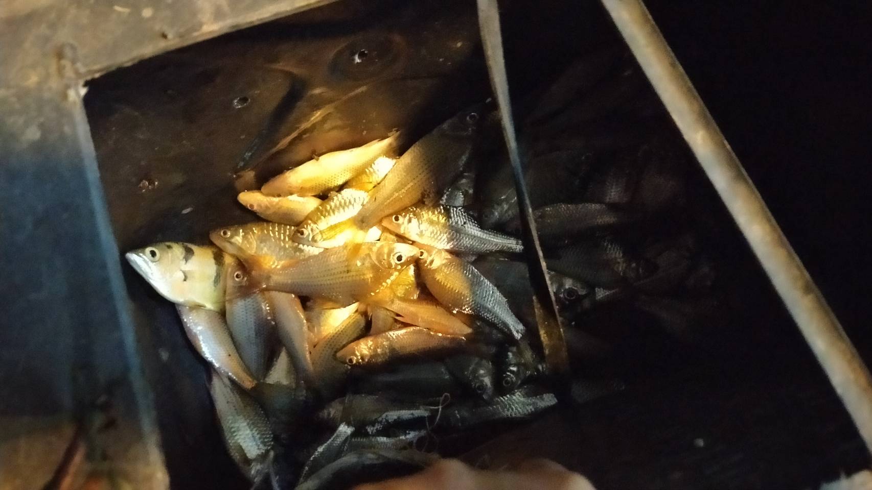 ออกปฏิบัติงานควบคุมเฝ้าระวังการทำประมง ช่วงฤดูสัตว์น้ำจืดมีไข่ หรือวางไข่ เลี้ยงตัวอ่อน ประจำปี 2564 บริเวณ  อ่างเก็บน้ำเก็บน้ำลำตะคอง..คลิก