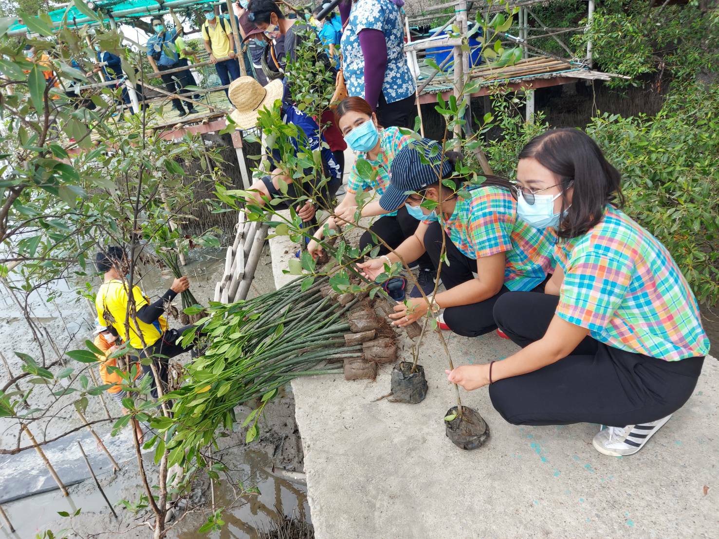 โครงการเมืองแห่งความสุขร่วมกันปลูกป่าชายเลน ประจำปีงบประมาณ พ.ศ.2564..คลิก