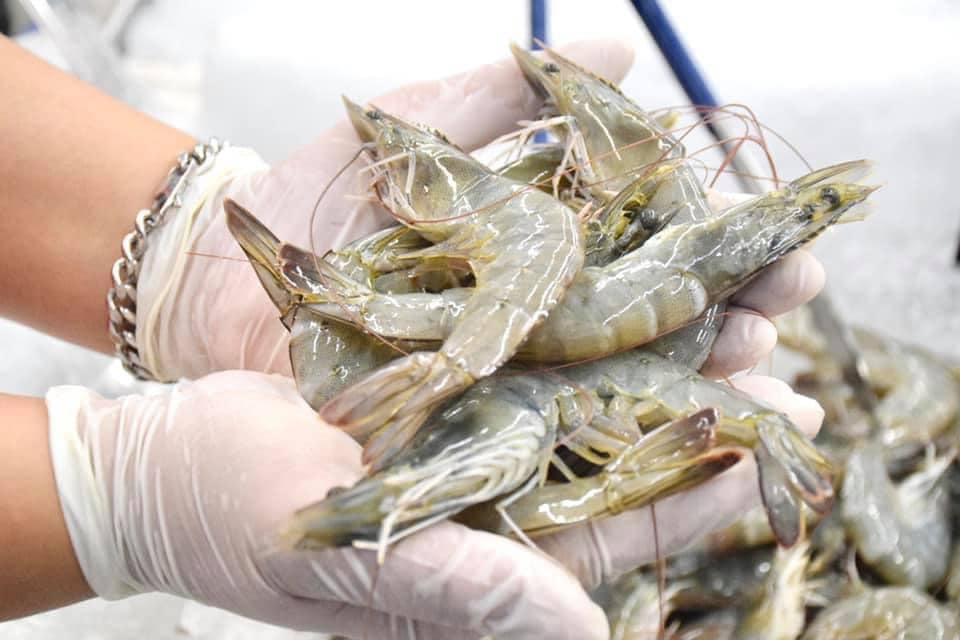 กรมประมง...เตรียมเปิดเวทีจัดประชุม “พันธมิตรกุ้งอาเซียน” ครั้งที่ 11 The 11th ASEAN Shrimp Alliance Meeting..คลิก