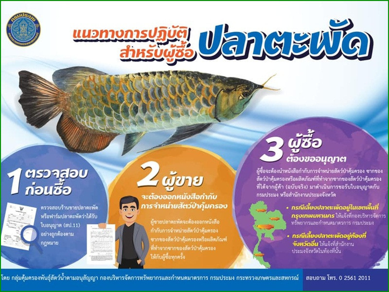 แนวทางการปฏิบัติสำหรับผู้ซื้อปลาตะพัด ซึ่งเป็นสัตว์ป่าคุ้มครอง ตามพระราชบัญญัติสงวนและคุ้มครองสัตว์ป่า..คลิก