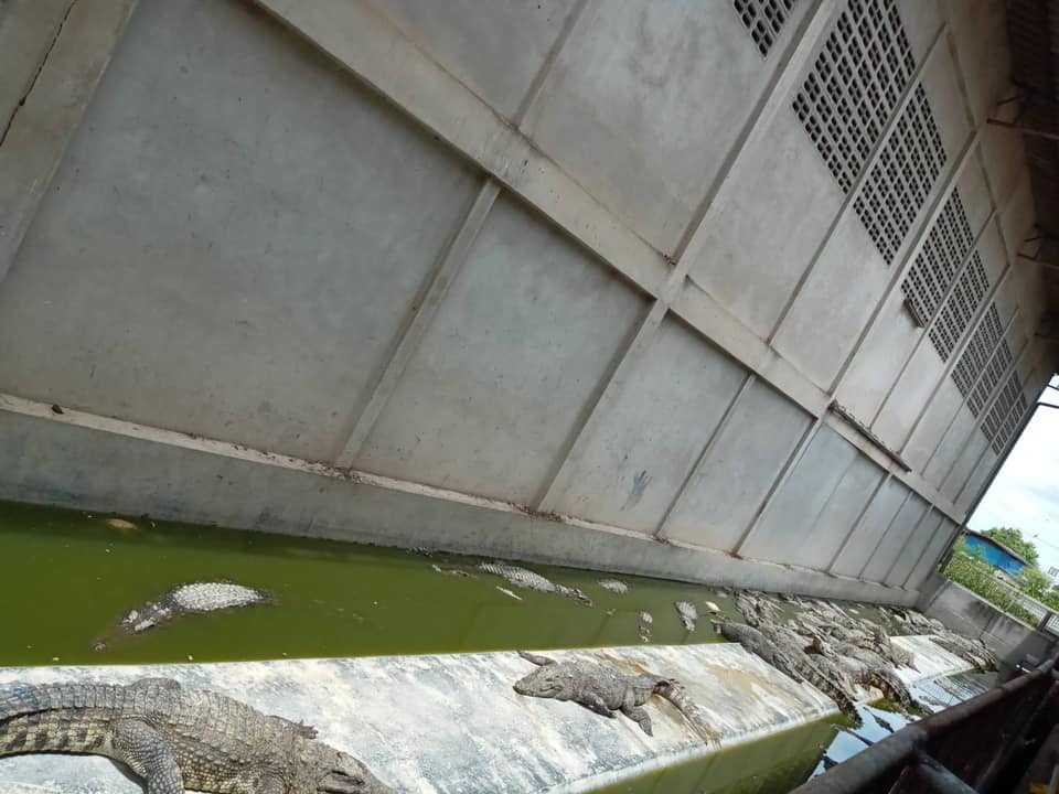 เข้าตรวจฟาร์มจระเข้ ประจำปี 2564 อำเภอโพธาราม..คลิก