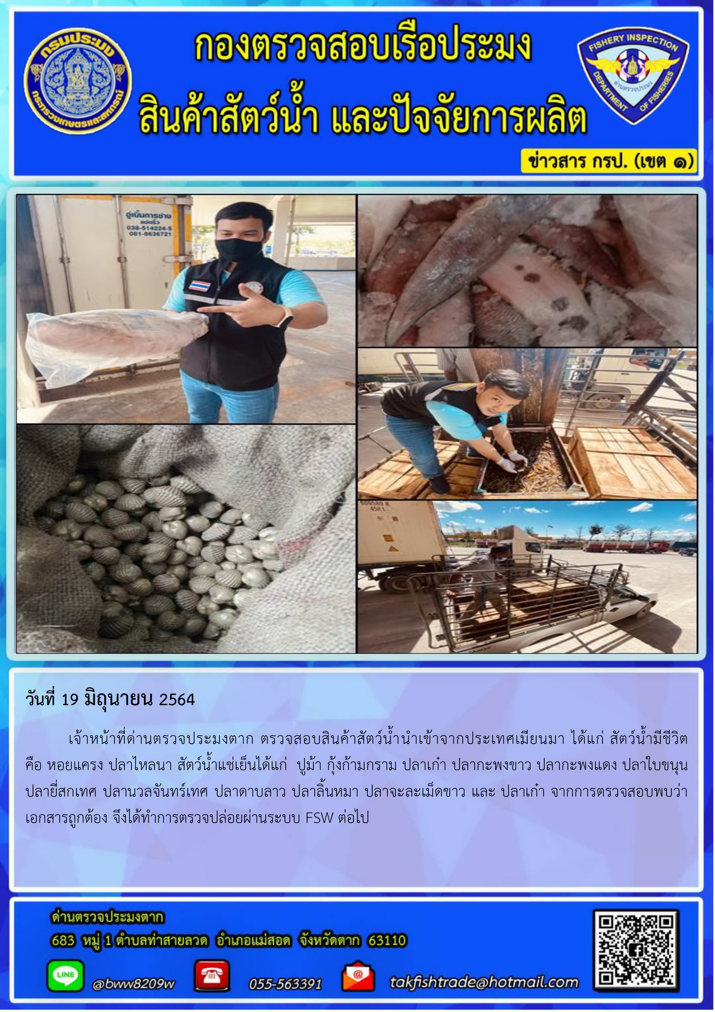 วันที่ 19 มิถุนายน 2564 เจ้าหน้าที่ด่านตรวจประมงตาก ตรวจสอบสินค้าสัตว์น้าน้าเข้าจากประเทศเมียนมา ได้แก่ สัตว์น้ามีชีวิต คือ หอยแครง ปลาไหลนา สัตว์น้าแช่เย็นได้แก่ ปูม้า กุ้งก้ามกราม ปลาเก๋า ปลากะพงขาว ปลากะพงแดง ปลาใบขนุน ปลายี่สกเทศ ปลานวลจันทร์เทศ ปลาดาบลาว ปลาลิ นหมา ปลาจะละเม็ดขาว และ ปลาเก๋า จากการตรวจสอบพบว่าเอกสารถูกต้อง จึงได้ท้าการตรวจปล่อยผ่านระบบ FSW ต่อไป..คลิก