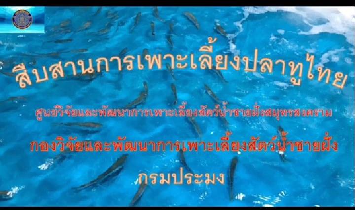 สืบสานการเพาะเลี้ยงปลาทูไทย