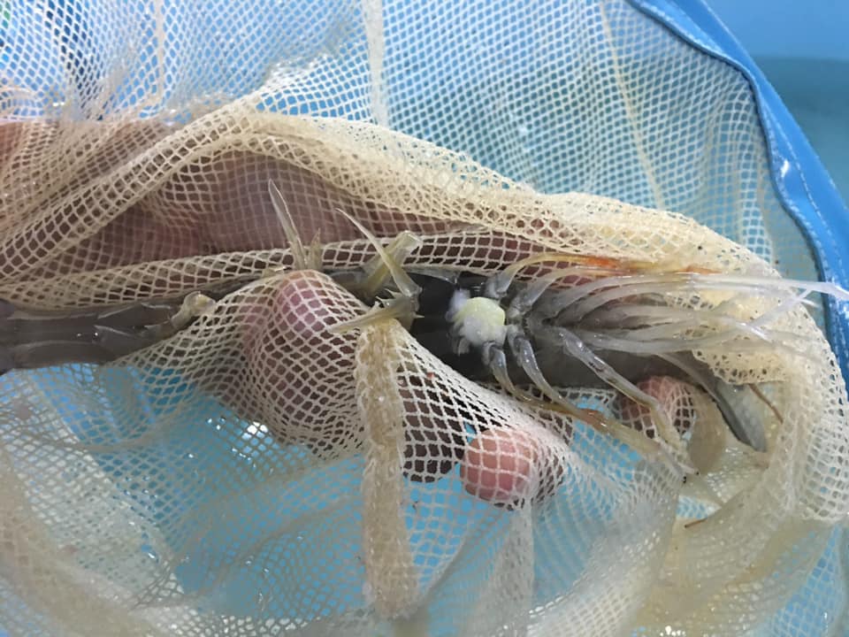 กรมประมง...เปิดตัว “กุ้งขาวสิชล 1” หลังวิจัยได้สำเร็จ ตั้งเป้ากระจายพ่อแม่พันธุ์เพิ่มศักยภาพการเลี้ยงกุ้งให้เกษตรกรไทย..คลิก