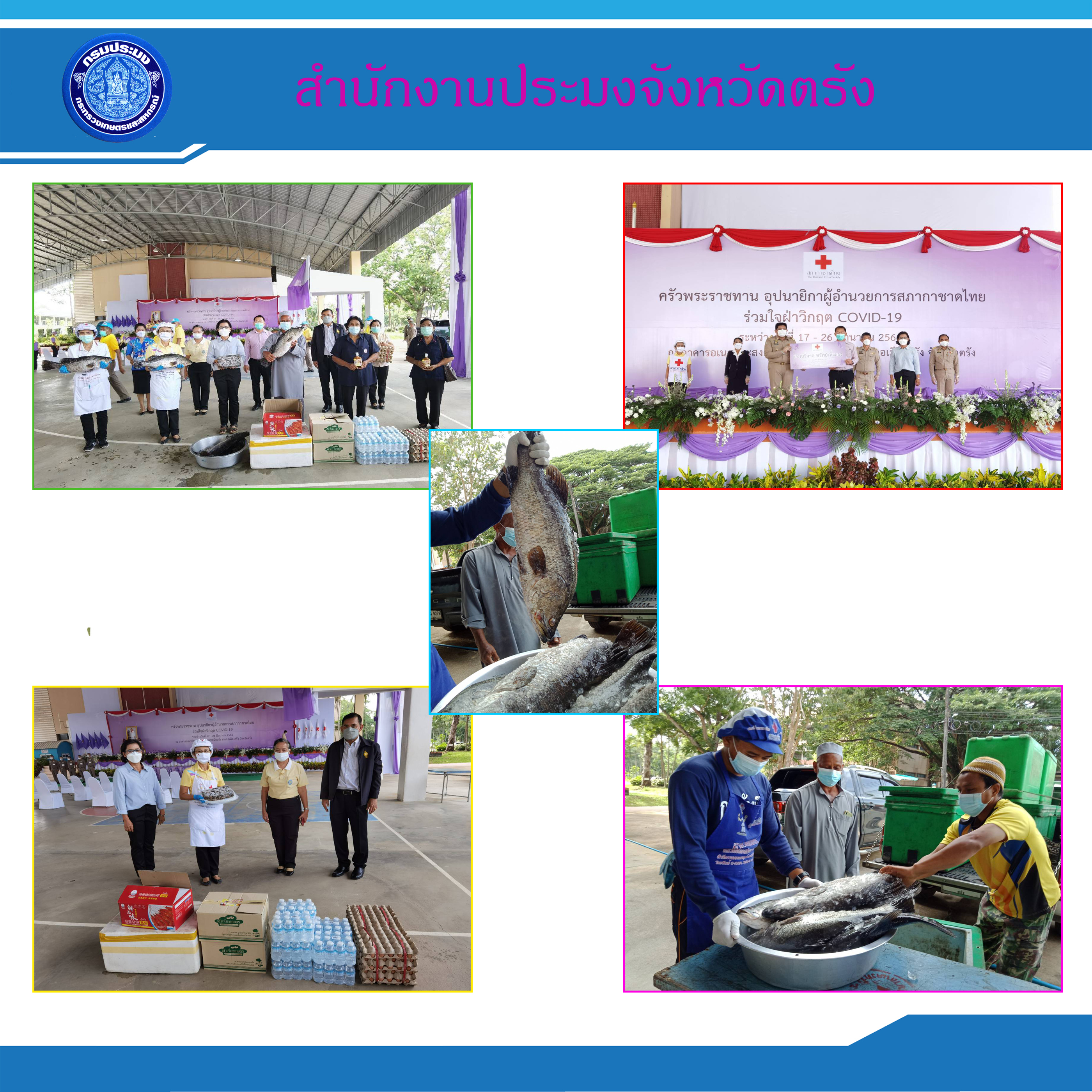 สำนักงานประมงจังหวัดตรัง และสำนักงานเกษตรและสหกรณ์จังหวัดตรัง ร่วมกับเกษตรกรกลุ่มวิสาหกิจชุมชนเลี้ยงปลาในกระชังบ้านทอนหาน อำเภอปะเหลียน จังหวัดตรัง และผู้ประกอบการร้านค้าขายสินค้าประมง มอบปลากะพงขาว จำนวน 45 กิโลกรัม และกุ้งทะเล จำนวน 30 กิโลกรัม ในโครงการ “ครัวพระราชทาน อุปนายิกาผู้อำนวยการสภากาชาดไทย