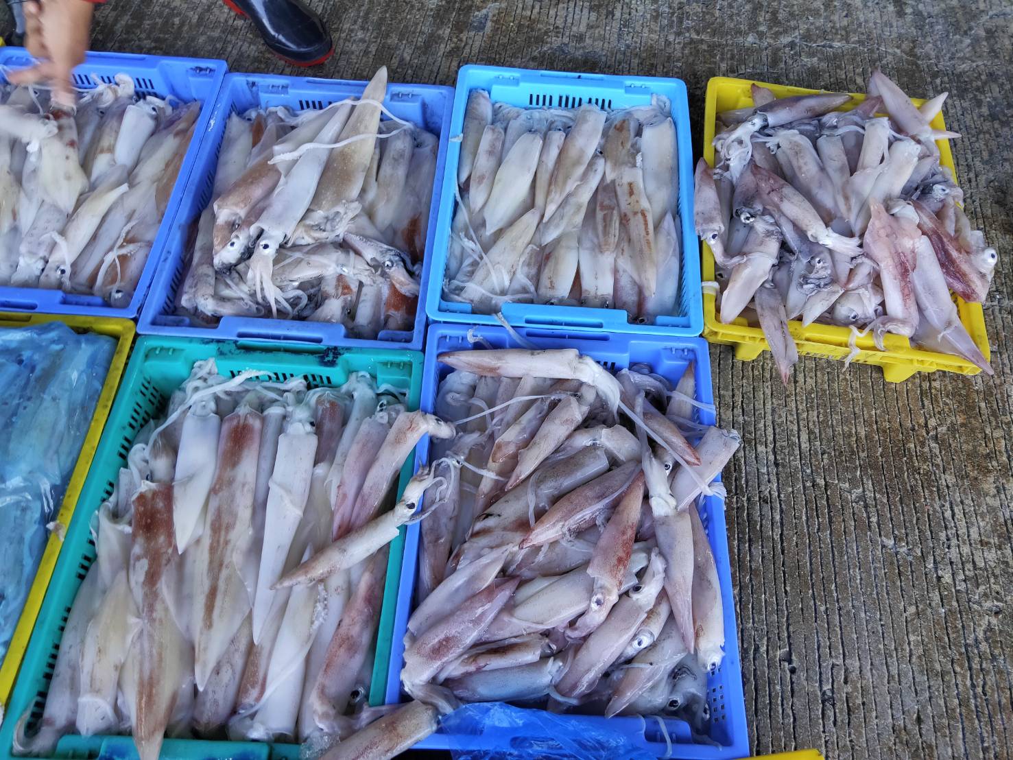 เมื่อวันที่ 9-11 มิถุนายน พ.ศ. 2564 เจ้าหน้าที่ศูนย์วิจัยและพัฒนาประมงทะเลสงขลา เก็บรวบรวมสภาวะการประมงจากเรืออวนครอบหมึก ที่ท่าเทียบเรือประมงจังหวัดสงขลา อำเภอเมือง จังหวัดสงขลา ขนาดเรือน้อยกว่า 30 ตันกรอส จำนวน 2 ลำ ..คลิก