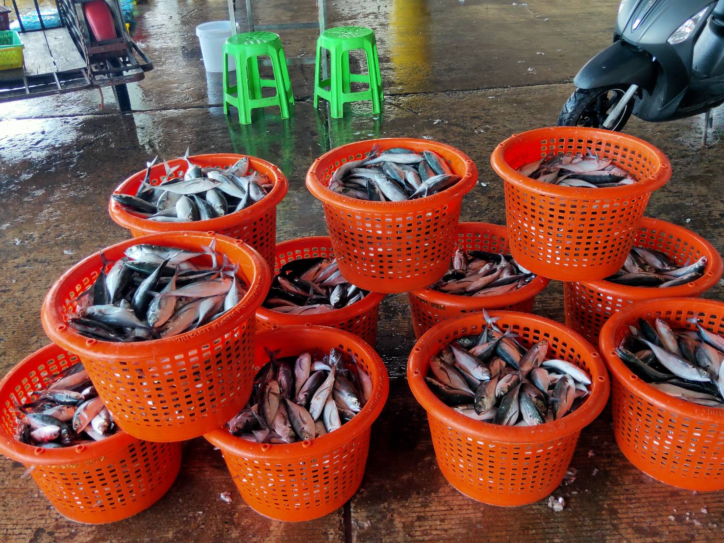 เมื่อวันที่ 21-23 มิถุนายน พ.ศ. 2564 เจ้าหน้าที่ศูนย์วิจัยและพัฒนาประมงทะเลสงขลา ออกปฏิบัติงานเก็บรวบรวมสภาวะการประมงจากเรืออวนล้อมจับ ที่ท่าเทียบเรือประมงจังหวัดสงขลา อำเภอเมือง จังหวัดสงขลา โดยเก็บรวบรวมข้อมูลจากเรืออวนดำ จำนวน 6 ลำ ..คลิก