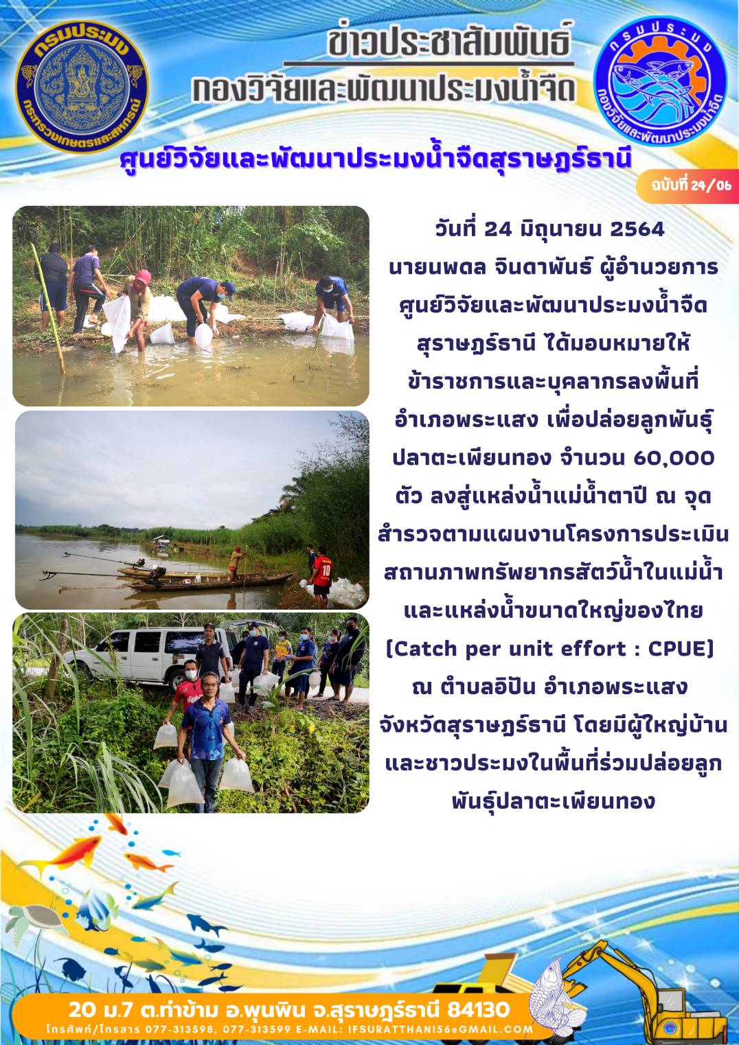 วันที่ 24 มิถุนายน 2564 เพื่อปล่อยลูกพันธุ์ ปลาตะเพียนทอง จำนวน 60,000 ตัว ลงสู่แหล่งน้ำแม่น้ำตาปี ณ จุดสำรวจตามแผนงานโครงการประเมินสถานภาพทรัพยากรสัตว์น้ำในแม่น้ำและแหล่งน้ำขนาดใหญ่ของไทย (Catch per unit effort : CPUE)  ณ ตำบลอิปัน อำเภอพระแสง  จังหวัดสุราษฎร์ธานี