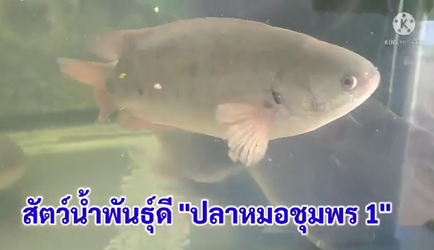 สารคดี “สัตว์น้ำพันธุ์ดี ปลาหมอชุมพร 1”  โดย: ศูนย์วิจัยและพัฒนาพันธุกรรมสัตว์น้ำชุมพร กองวิจัยและพัฒนาพันธุกรรมสัตว์น้ำ กรมประมง..คลิก
