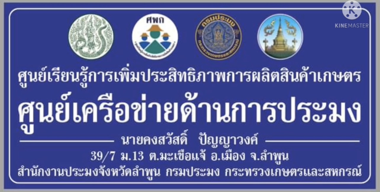 สำนักงานประมงจังหวัดลำพูน  ประโยชน์จากใบหูกวาง ด้านการเลี้ยงปลาสวยงาม