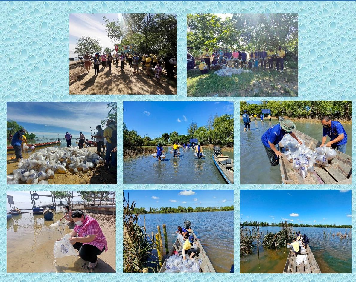 ศูนย์วิจัยและพัฒนาการเพาะเลี้ยงสัตว์น้ำชายฝั่งสงขลาร่วมกับสำนักงานประมงจังหวัดสงขลา พร้อมด้วยราษฎรบ้านโคกเมืองและบ้านบางเหรียงใต้ อำเภอควนเนียง จังหวัดสงขลา ได้ร่วมปล่อยพันธุ์กุ้งกุลาดำ..คลิก