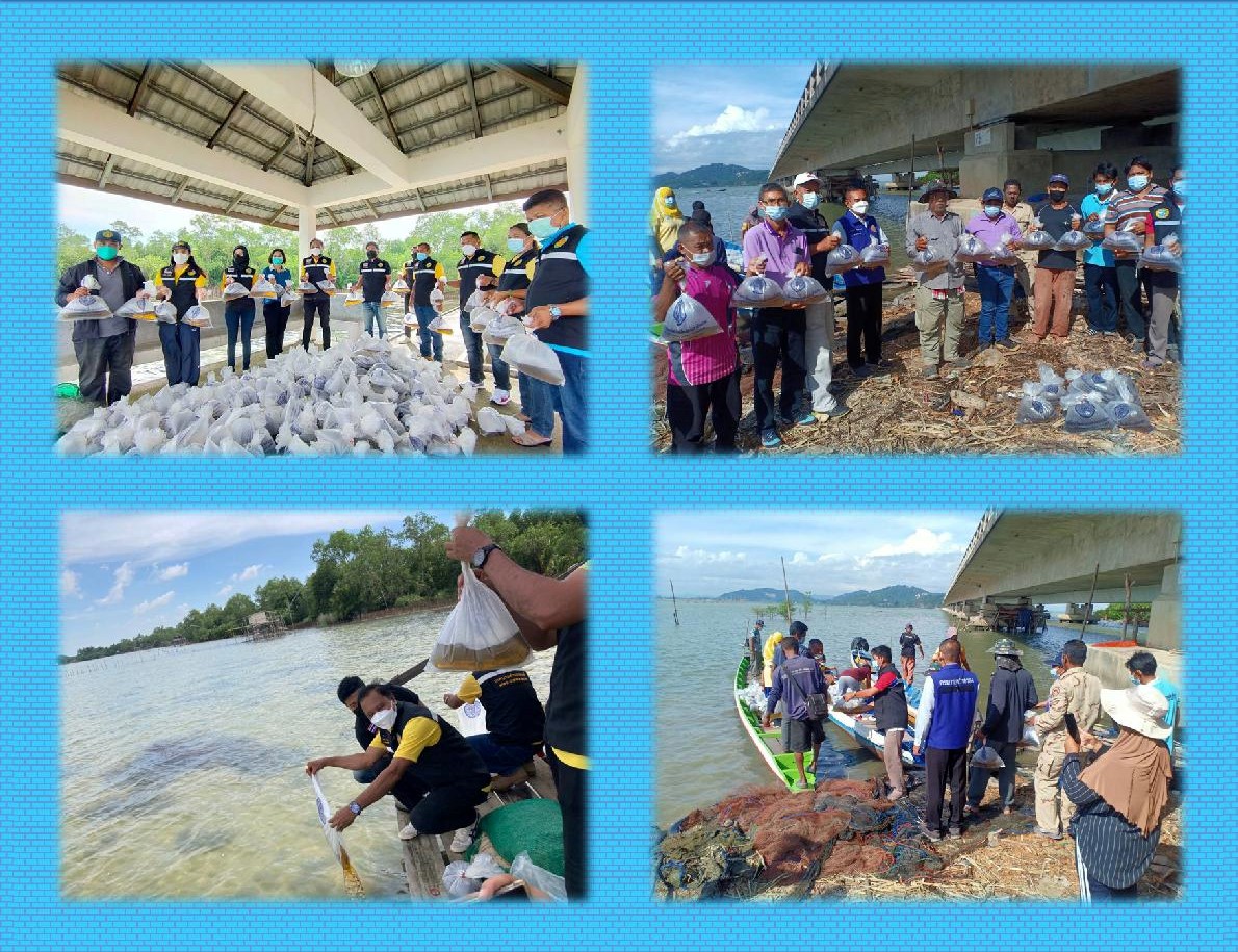 ศูนย์วิจัยและพัฒนาการเพาะเลี้ยงสัตว์น้ำชายฝั่งสงขลาร่วมกับสำนักงานประมงจังหวัดสงขลา ประมงอำเภอสิงหนคร นายอำเภสิงหนคร เทศบาลตำบลชะแล้ และอบต.ชะแล้ พร้อมด้วยราษฎรบ้านชะแล้ ต.ชะแล้ อ.สิงหนคร และชุมชนบ้านเขาเขียว ต.สทิ้งหม้อ อ.สิงหนคร จ.สงขลา ได้ร่วมปล่อยพันธุ์กุ้งกุลาดำ..คลิก