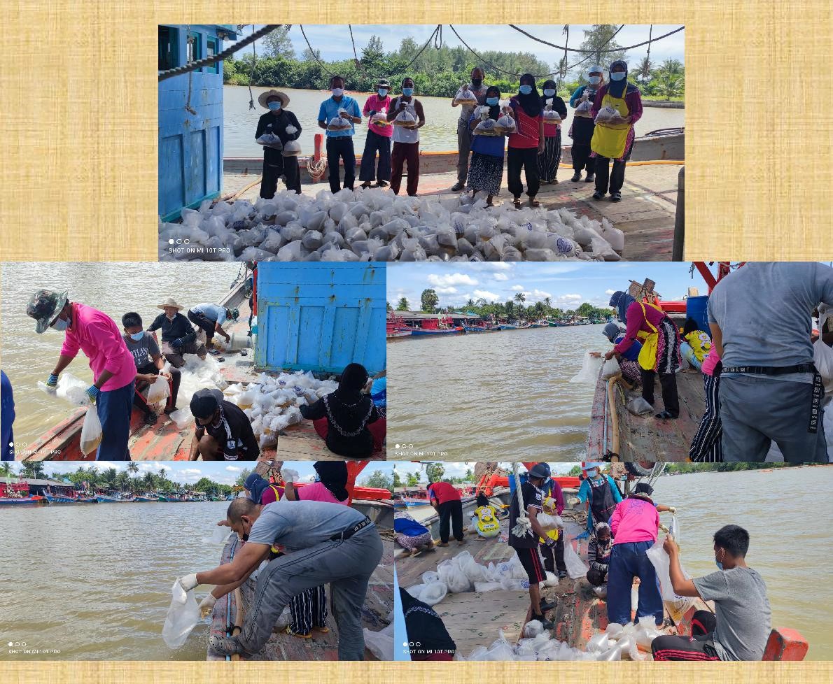 ศูนย์วิจัยและพัฒนาการเพาะเลี้ยงสัตว์น้ำชายฝั่งสงขลาพร้อมด้วยราษฎรในพื้นที่ ร่วมปล่อยพันธุ์กุ้งกุลาดำ..คลิก