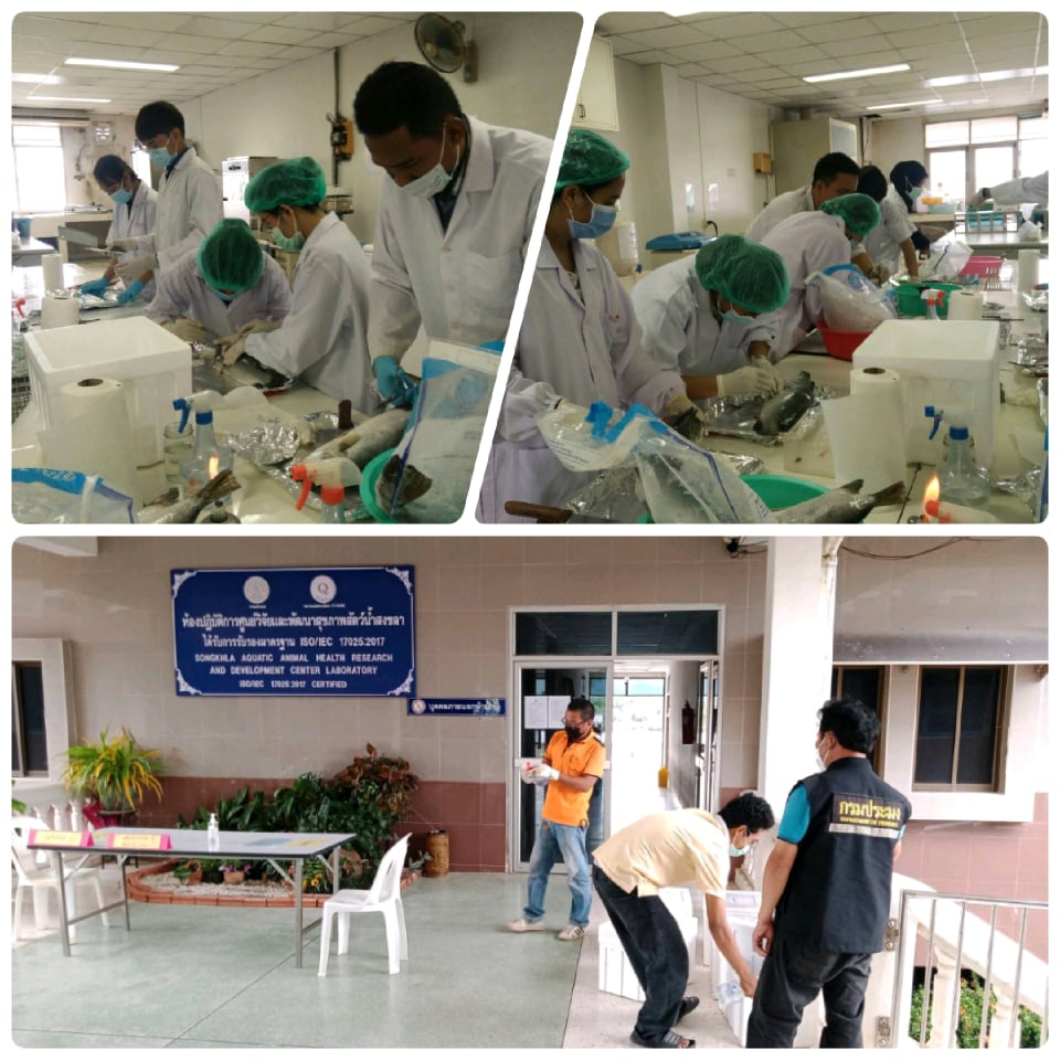 ผลการปฏิบัติงานควบคุมและเฝ้าระวังคุณภาพและความปลอดภัยสินค้าสัตว์น้ำนำเข้า สุ่มตัวอย่างสัตว์น้ำนำเข้าเพื่อตรวจวิเคราะห์โรค ประจำเดือน ตุลาคม 2563 – พฤษภาคม 2564 : ศบป.9 ได้ดำเนินการสุ่มตัวอย่างสัตว์น้ำนำเข้าเพื่อตรวจวิเคราะห์โรค กิจกรรมพัฒนาคุณภาพสินค้าประมงสู่มาตรฐาน..คลิก