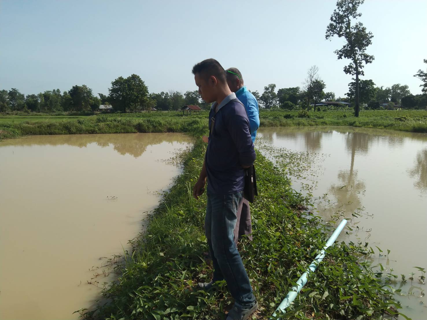 ประมงอำเภอน้ำยืน ตรวจเยี่ยม ศพก.เครือข่ายประมง ราย นายทวนทอง บุตรวงศ์ ต.เก่าขาม อ.นน้ำยืน จ.อุบลฯ..คลิก