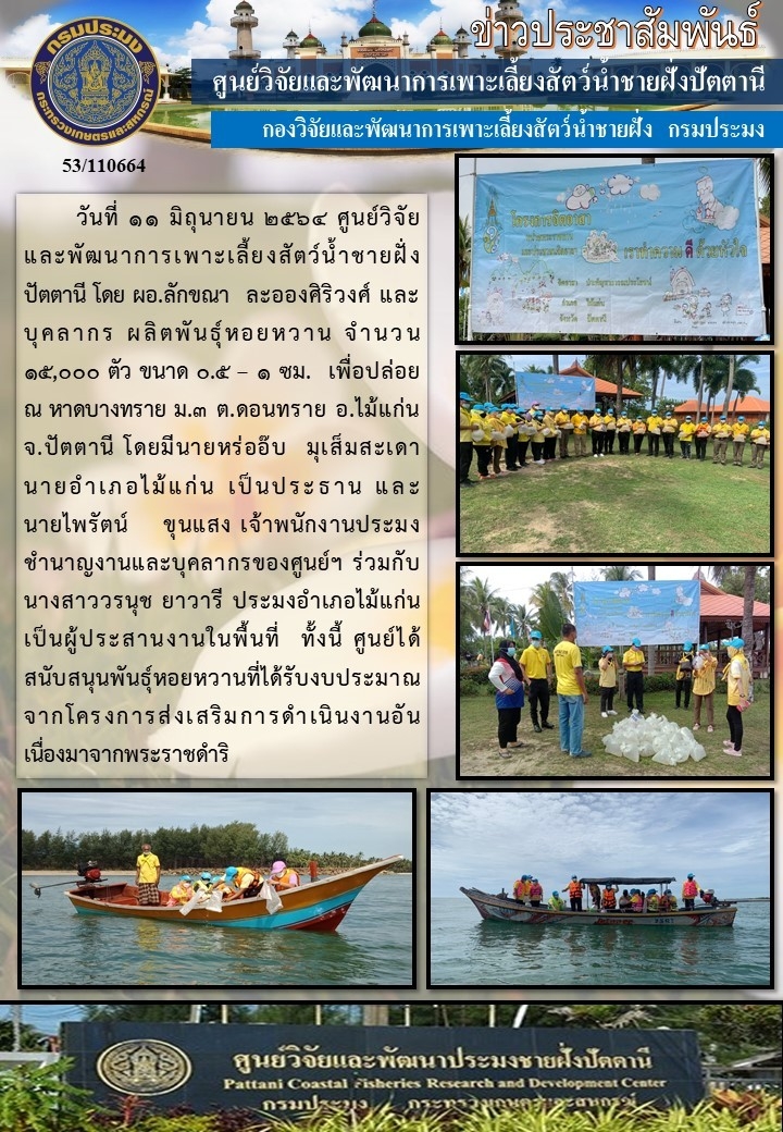 กิจกรรมปล่อยพันธุ์หอยหวาน จำนวน 15,000 ตัว  บริเวณหาดบางสาย  อำเภอไม้แก่น จังหวัดปัตตานี..คลิก