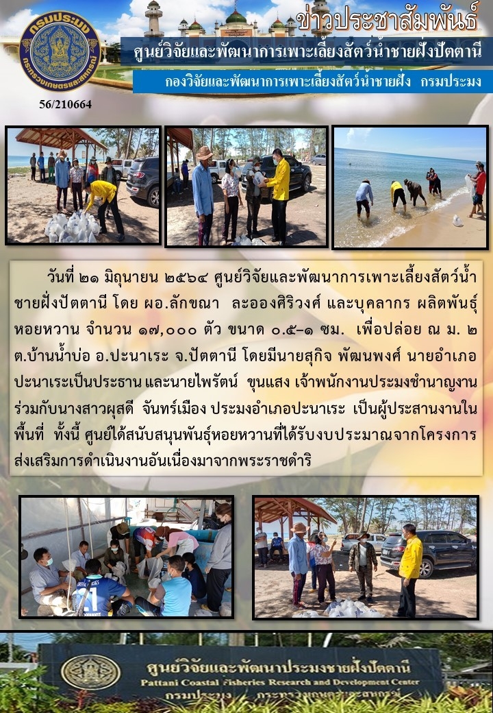 กิจกรรมปล่อยพันธุ์หอยหวาน จำนวน 17,000 ตัว  บริเวณชายหาดบ้านน้ำบ่อ  อำเภอปานาเระ จังหวัดปัตตานี..คลิก