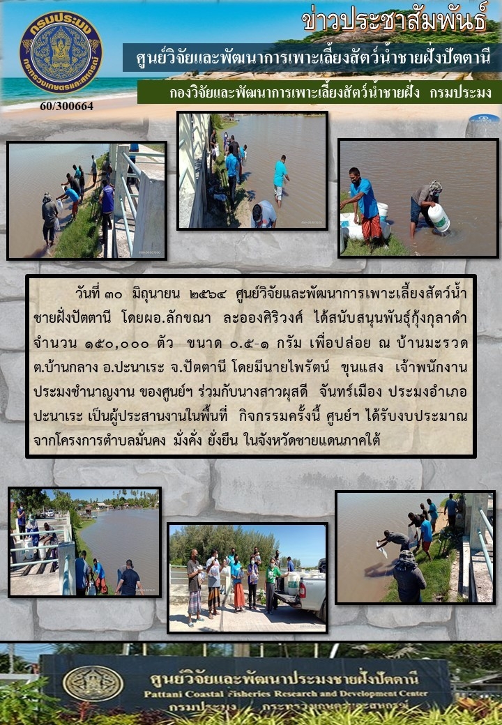 กิจกรรมปล่อยพันธุ์กุ้งกุลาดำ 300,000 ตัว บริเวณบ้านบางมะรวด อ.ปานาเระ และบ้านปาตาตีมอ อ.สายบุรี จ.ปัตตานี..คลิก