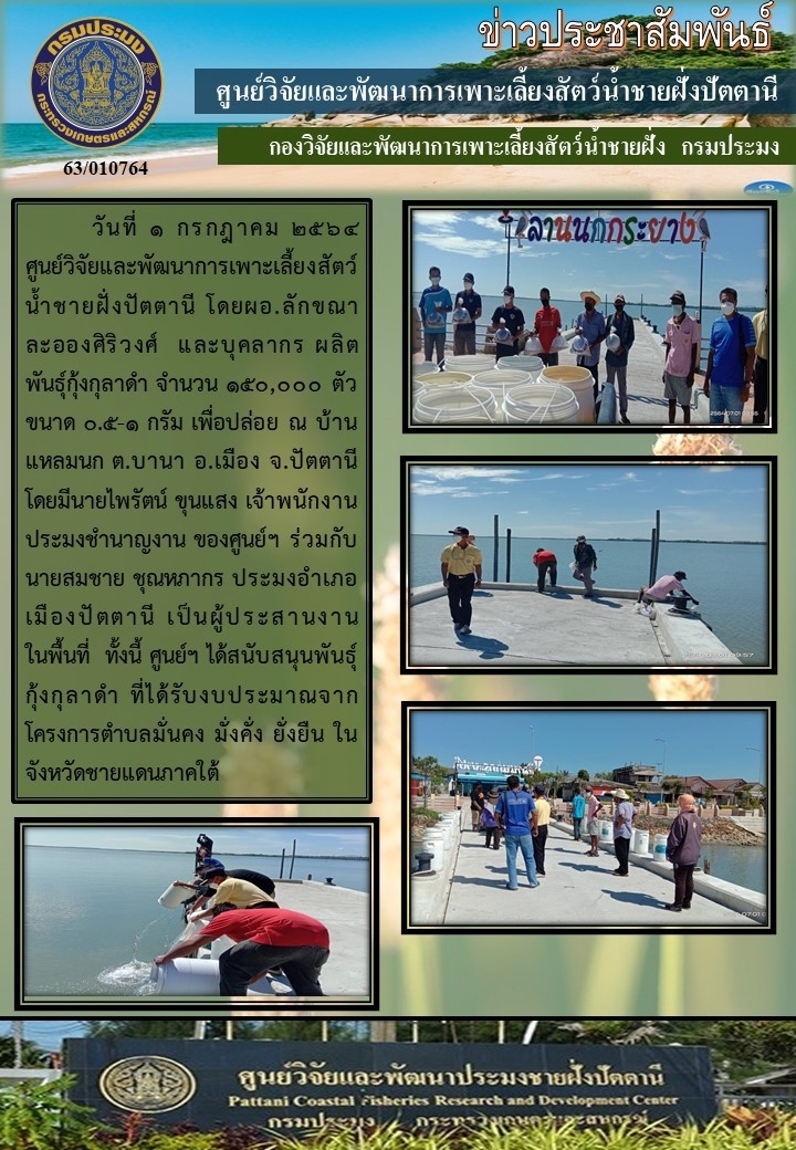 กิจกรรมปล่อยพันธุ์กุ้งกุลาดำ 300,000 ตัว บริเวณบ้านแหลมนก อ.เมือง และบ้านหนองแรต อ.ยะหริ่ง จ.ปัตตานี..คลิก