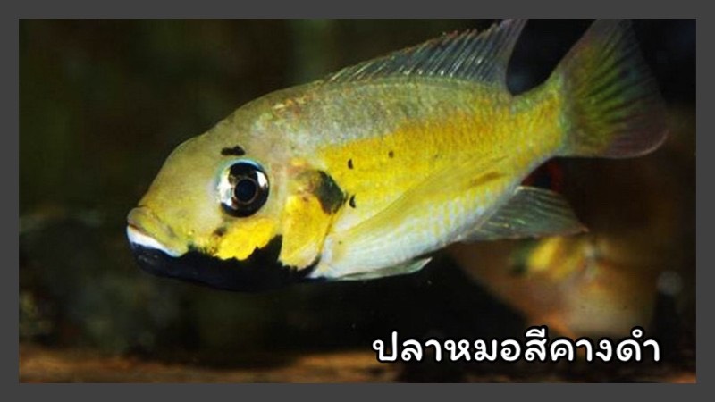 ปลาหมอสีคางดำ
