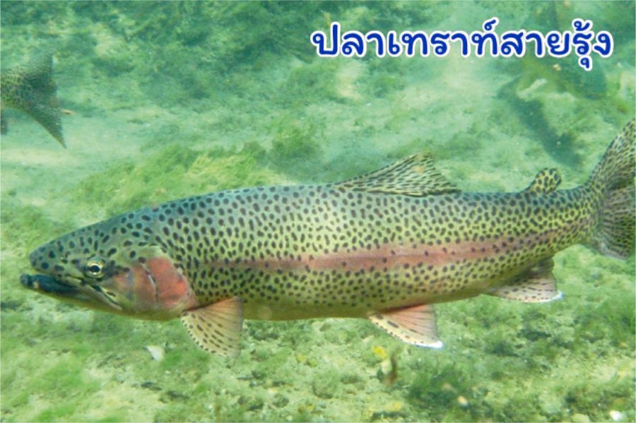 ปลาเทราท์สายรุ้ง