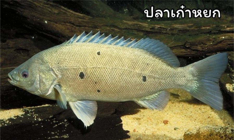 ปลาเก๋าหยก