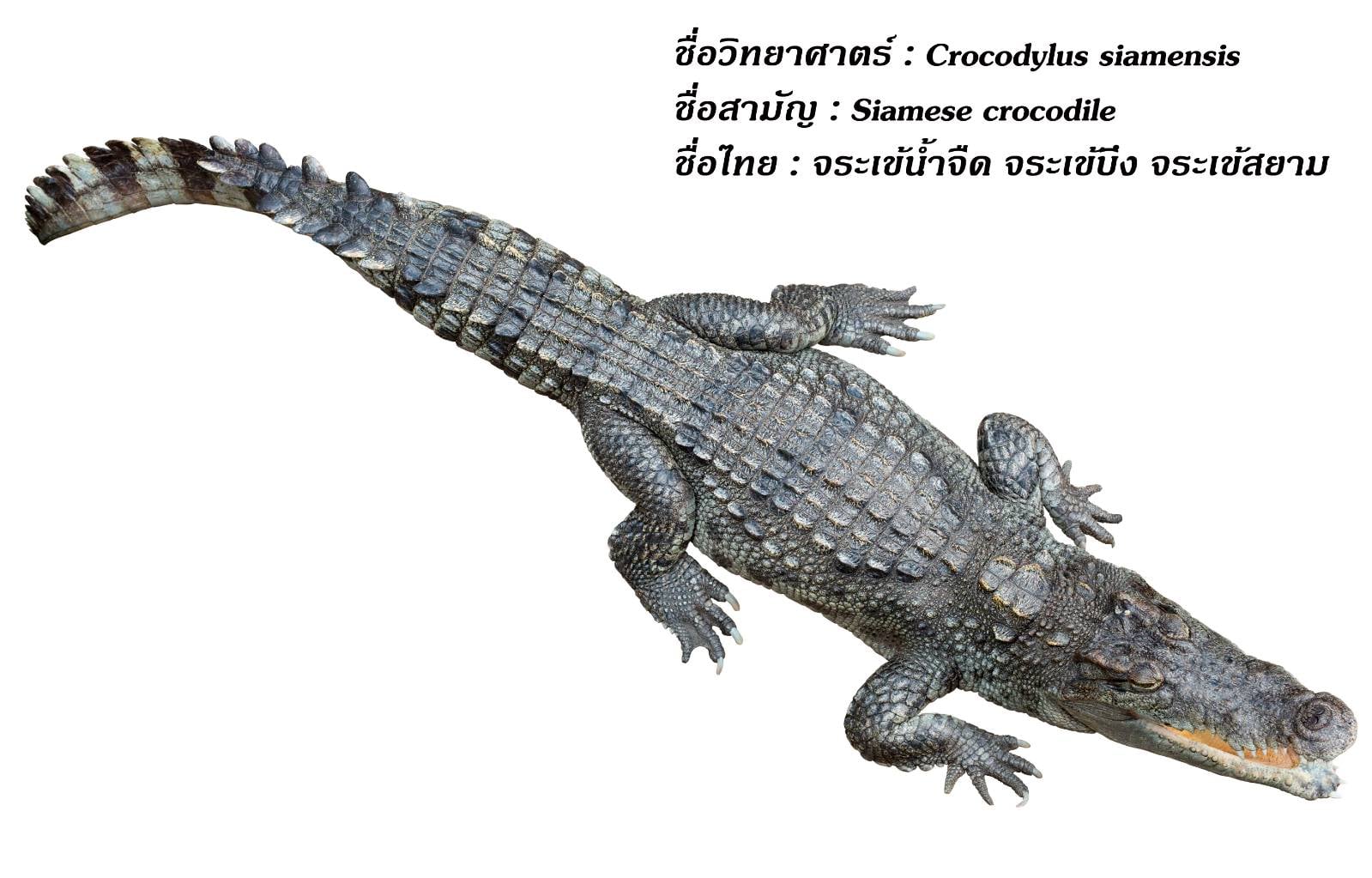 ครม. อนุมัติงบ 1,800 ล้าน ช่วยเหลือผู้เพาะเลี้ยงจระเข้และผู้ประกอบธุรกิจต่อเนื่อง ให้กรมประมง...เร่งเดินหน้าโครงการสินเชื่อเพื่อเสริมสภาพคล่องเกษตรกรผู้เพาะเลี้ยงจระเข้และผู้ประกอบธุรกิจเกี่ยวเนื่อง ทันที..คลิก