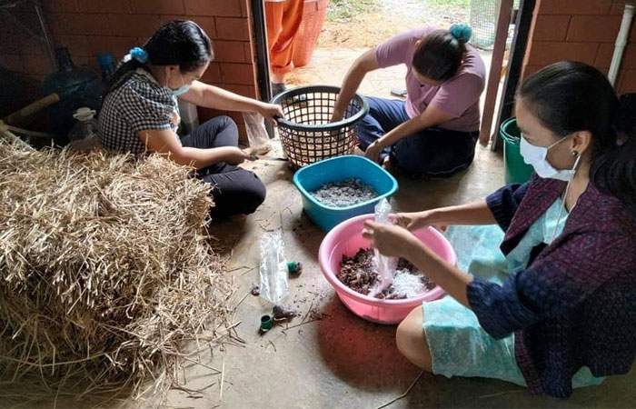 งานส่งเสริมการเกษตร ศูนย์ศึกษาการพัฒนาอ่าวคุ้งกระเบนฯ ได้ถ่ายทอดองค์ความรู้ การเพาะเห็ดฟางในตะกร้า..คลิก