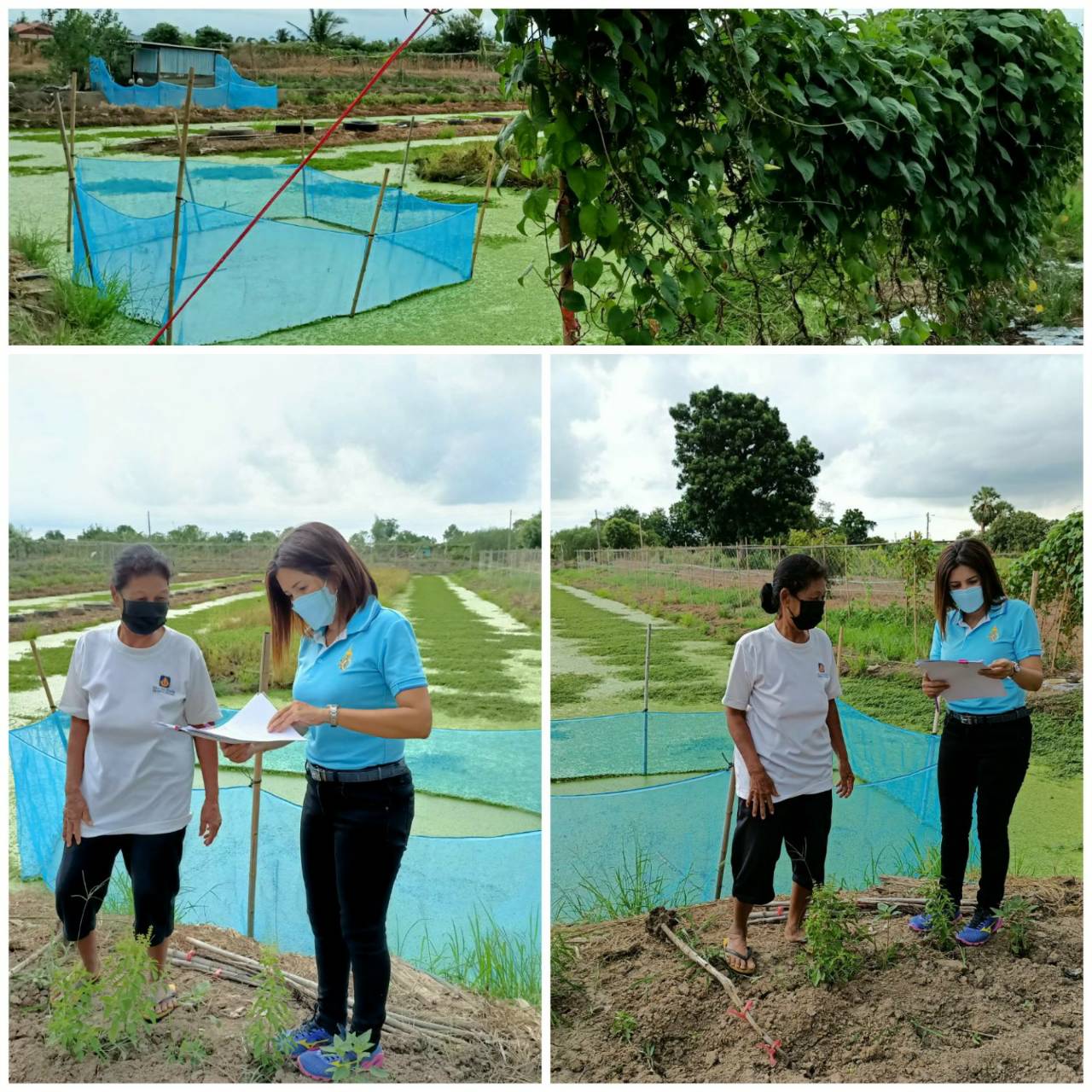  ติดตามเกษตรกรที่เข้าร่วมโครงการ 5 ประสาน สืบสานเกษตรทฤษฎีใหม่ ถวายในหลวง ปีงบประมาณ 2564..คลิก