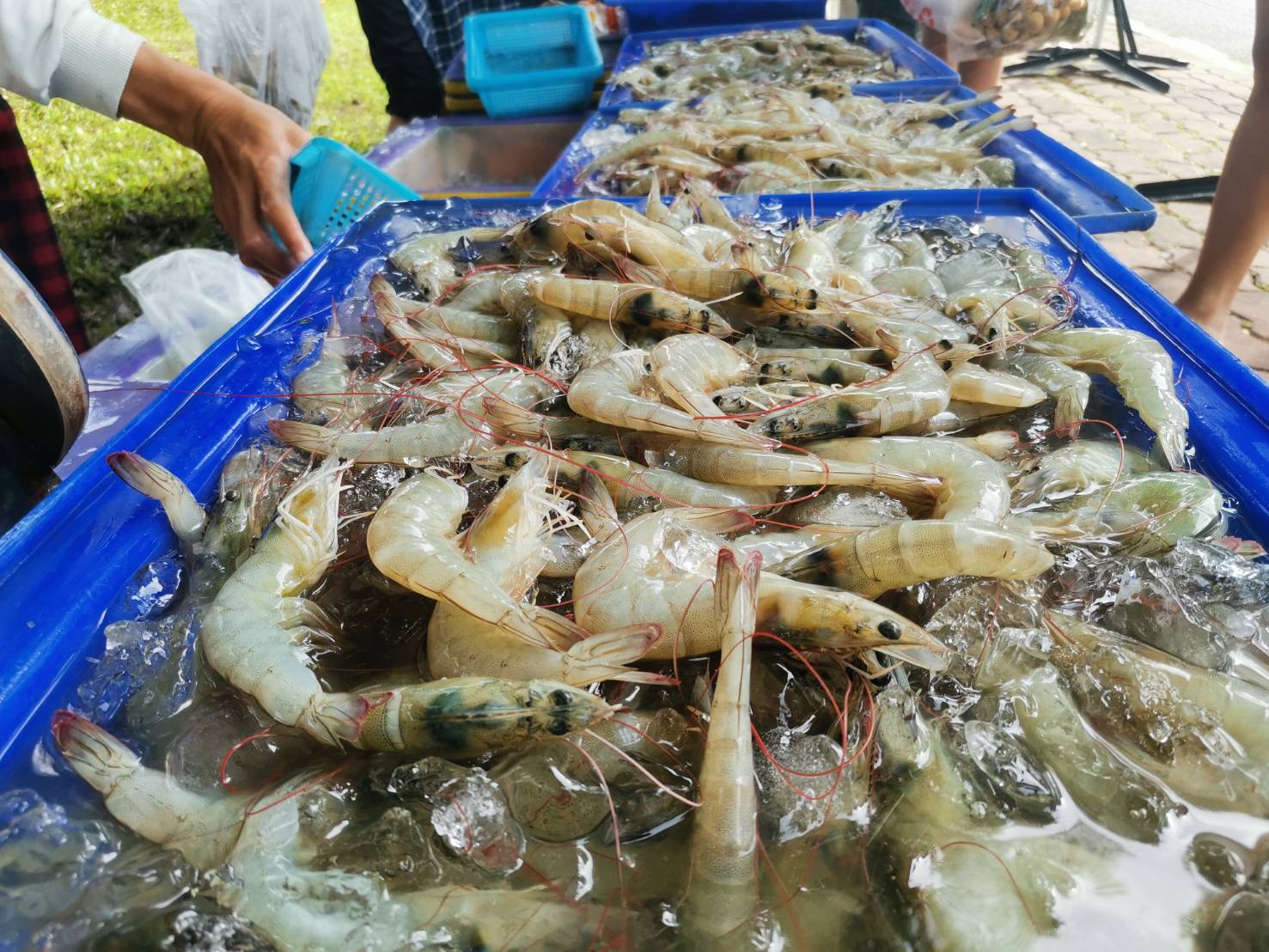 จำหน่ายกุ้งขาว ช่วยเหลือเกษตรกรผู้เลี้ยงกุ้งจังหวัดนครนายก..คลิก