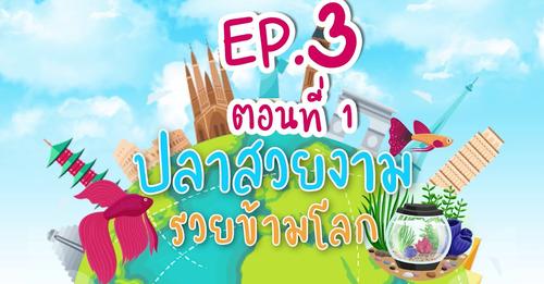 ปลาสวยงาม รวยข้ามโลก ใน EP. 3 ปลากัดไทย สัตว์น้ำประจำชาติ สร้างมูลค่านับพันล้าน