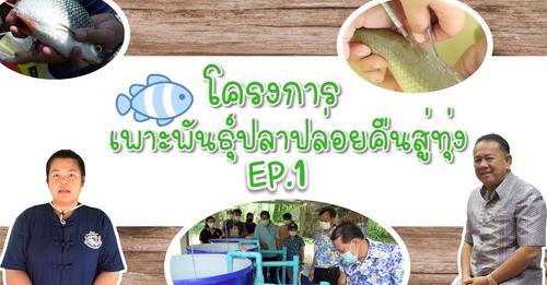 โครงการเพาะพันธุ์ปลาปล่อยคืนสู่ทุ่ง Ep.1