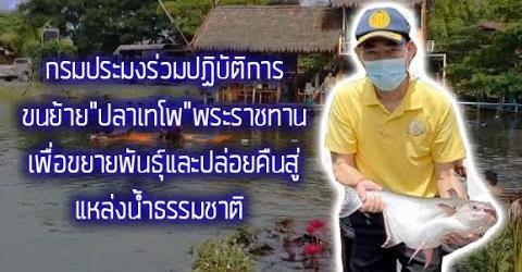 ดร.วิชาญ อิงศรีสว่าง รองอธิบดีกรมประมง เป็นประธานปฏิบัติงานการขนย้ายปลาเทโพพระราชทานเพื่อขยายพันธุ์และปล่อยคืนสู่แหล่งน้ำธรรมชาติ ครั้งที่ 2..คลิก