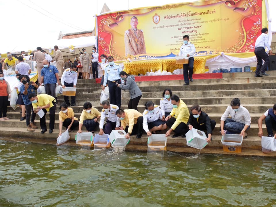 พิธีปล่อยพันธุ์สัตว์น้ำเนื่องในวันเฉลิมพระชนมพรรษา พระบาทสมเด็จพระปรเมนทรรามาธิบดีศรีสินทรมหาวชิราลงกรณ พระวชิรเกล้าเจ้าอยู่หัว ณ สวนสาธารณะเฉลิมพระเกียรติหนองขุหลุ ตำบลขุหลุ เขตเทศบาลตำบลตระการพืชผล อำเภอตระการพืชผล จังหวัดอุบลราชธานี..คลิก