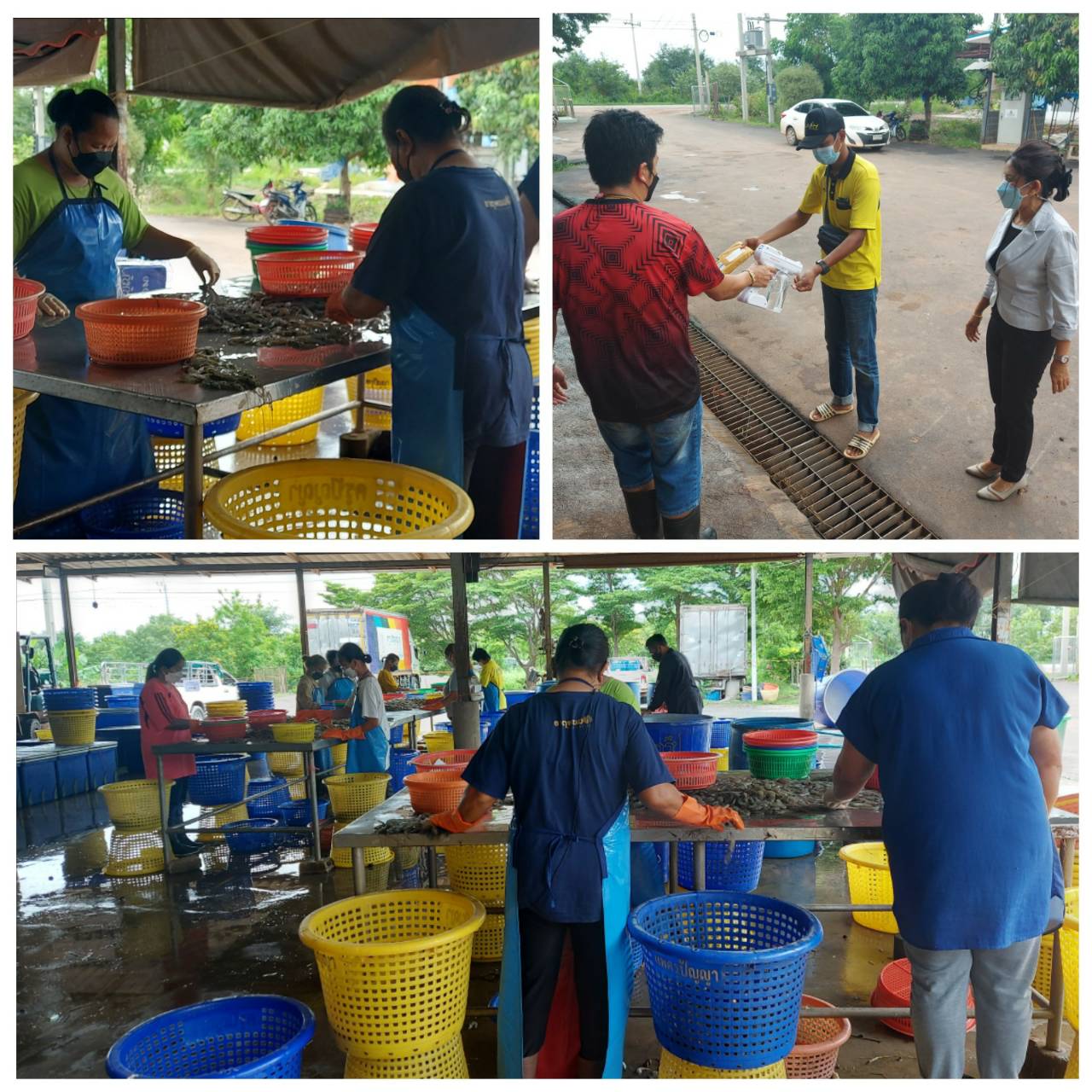 กำกับการให้บริการของผู้ประกอบการแพซื้อ-ขาย สัตว์น้ำ ในกรณีฉุกเฉิน เพื่อสนับสนุนมาตรการป้องกันการแพร่ระบาดโรคติดเชื้อไวรัสโคโรนา 2019 ภาคการประมง อำเภอบ้านสร้าง..คลิก
