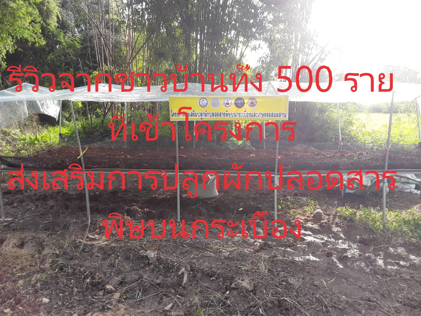 รีวิวจริงจากชาวบ้านทั้ง 500 คน ที่เข้าโครงการส่งเสริมการปลูกผักปลอดสารพิษบนกระเบื้อง