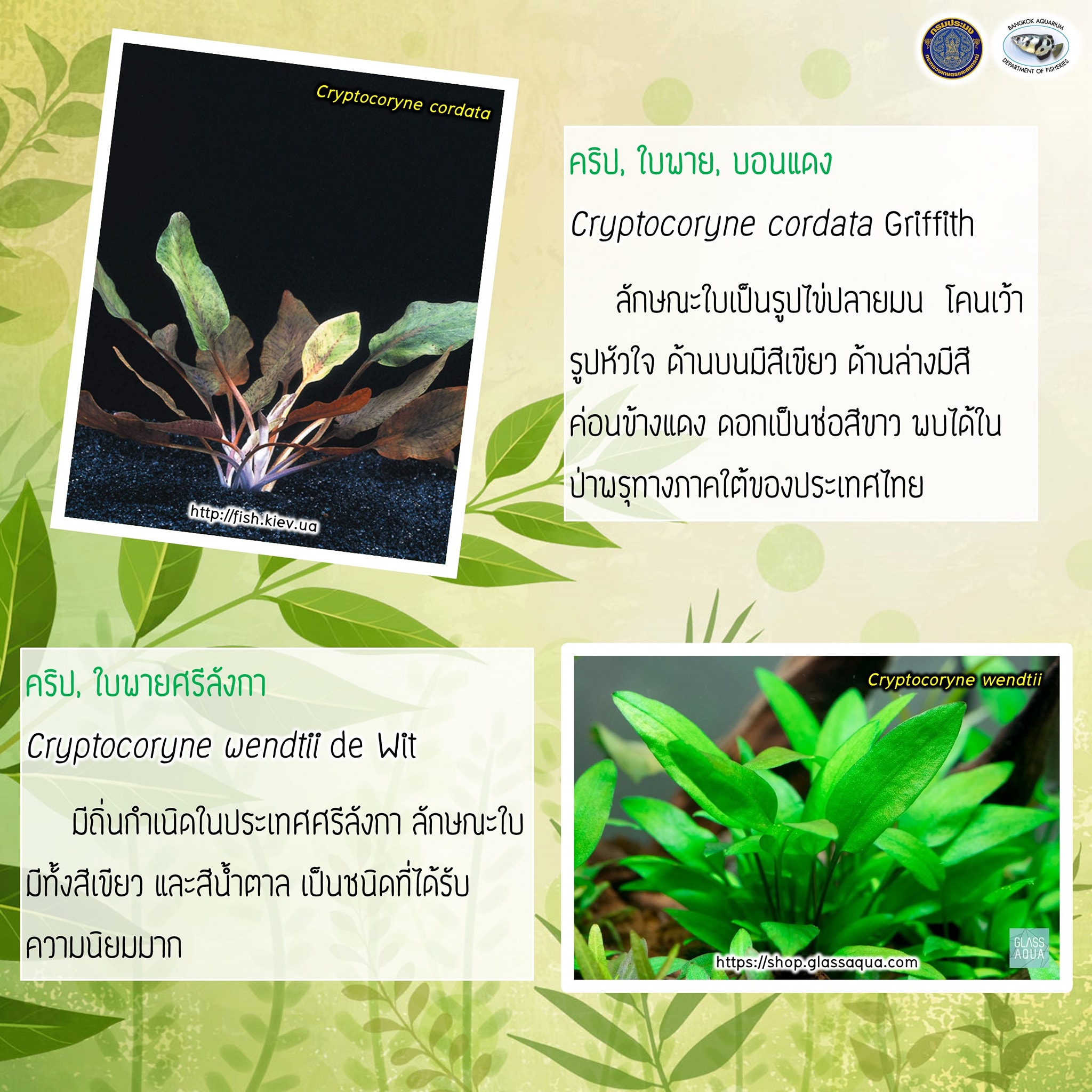 แอบดู 