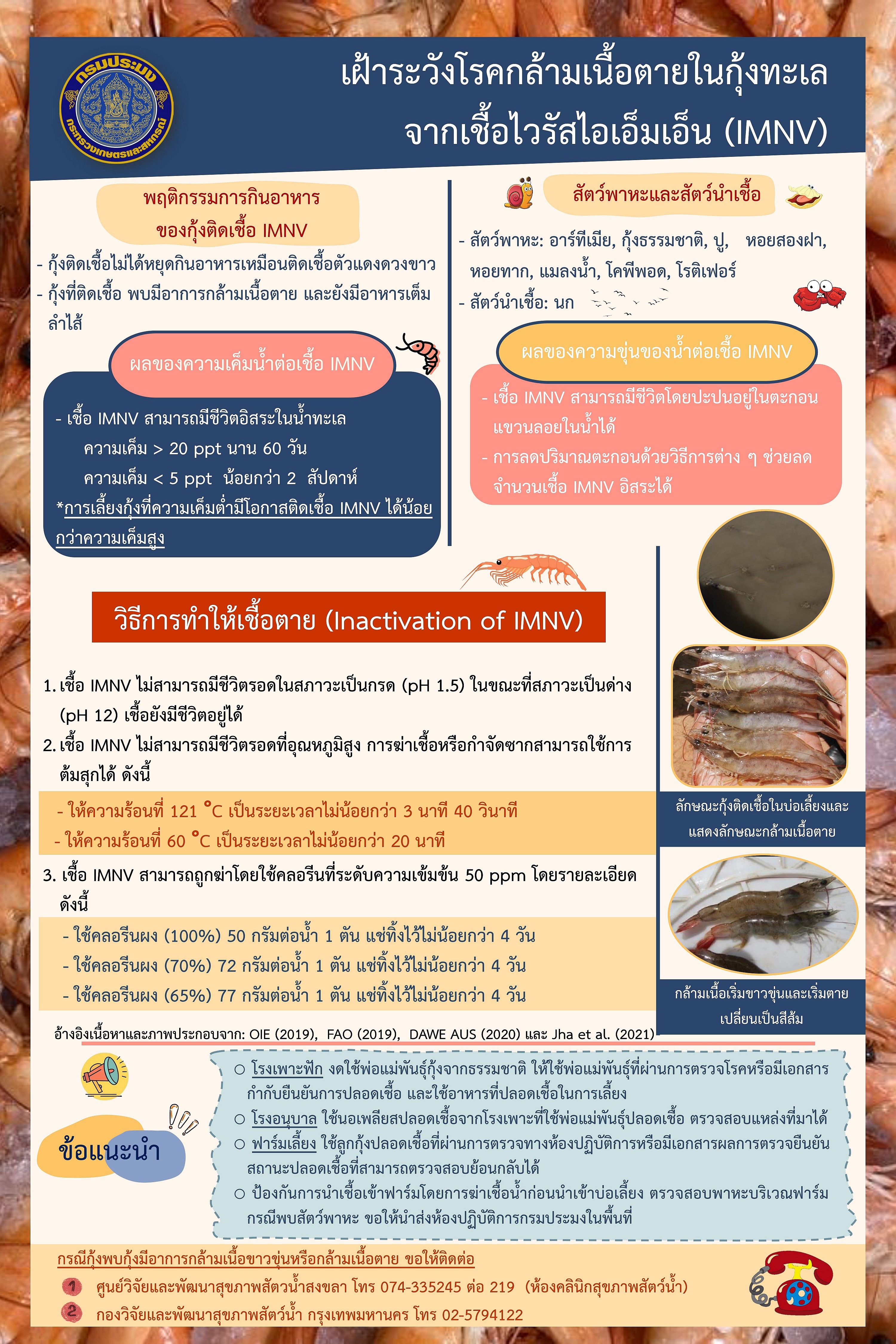 เฝ้าระวังโรคกล้ามเนื้อตายในกุ้งทะเล จากเชื้อไวรัสไอเอ็มเอ็น (IMNV)..คลิก