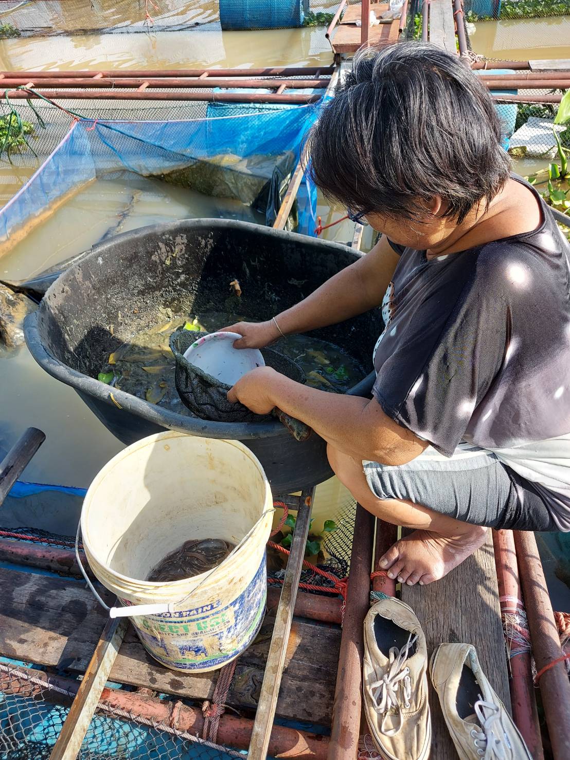 ประมงอำเภอม่วงสามสิบ ติดตามการอนุบาลลูกปลาดุกในกระชังซึ่งลูกพันธุ์ปลาดุกเป็นผลผลิตจากการเพาะพันธุ์จาก ศพก.เครือข่ายด้านการประมง ปี 2564 อ.เหล่าเสือโก้ก..คลิก
