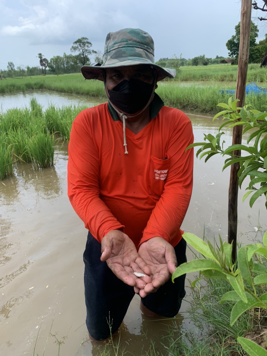 ประมงอำเภอเขื่องใน ติดตามผลการอนุบาลลูกปลาตะเพียนขาว ณ ศพก เครือข่ายด้านประมง ปี 2564ละร่วมกับเจ้าหน้าที่ฟาร์มตัวอย่างฯบ้านยางน้อยจัดหาพ่อแม่พันธุ์ปลาตะเพียน..คลิก