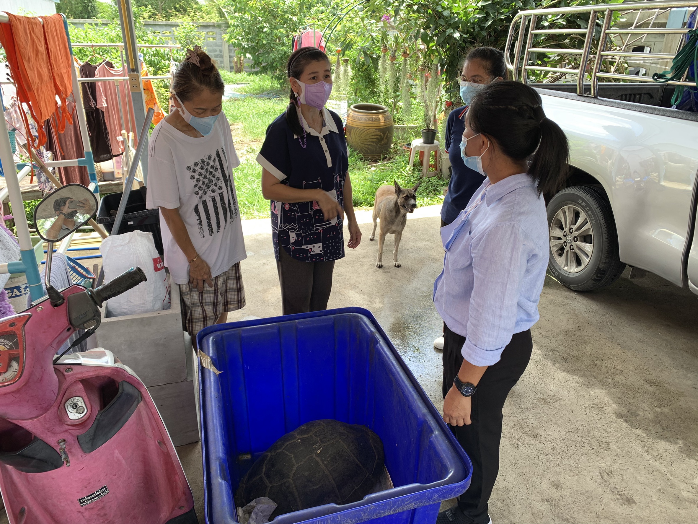 รุดตรวจสอบข้อเท็จจริง! ชาวบ้านพบสัตว์โบราณหายาก เต่าอัลลิเกเตอร์