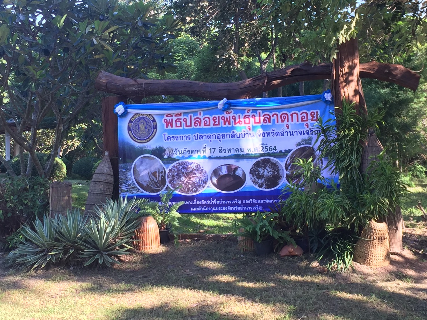 พิธีปล่อยพันธุ์ปลาดุกอุย โครงการ “ปลาดุกอุยกลับบ้าน จังหวัดอำนาจเจริญ”..คลิก