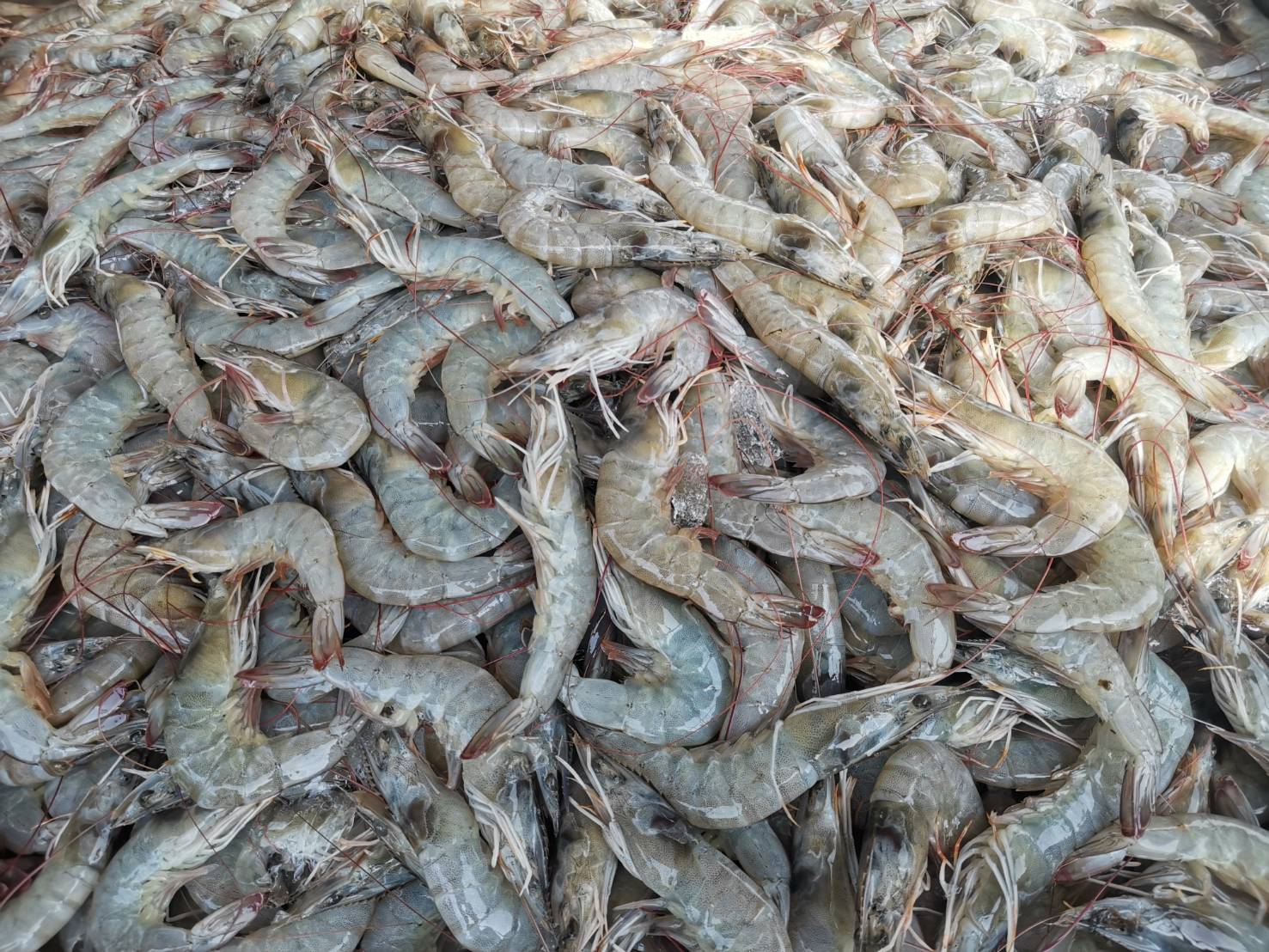 เปิดตลาดใหม่! ขาย กุ้งขาว ดันราคาพ้นวิกฤต..คลิก