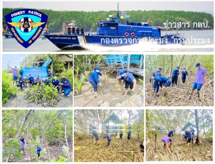 ร่วมกับชุมชนประมงบ้านสีล้ง ตำบลคลองด่าน จังหวัดสมุทรปราการ ปลูกป่าชายเลนเพื่อสร้างที่อยู่อาศัย ที่หลบภัยสัตว์น้ำ